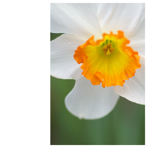 雨上がりに輝きを取り戻す花