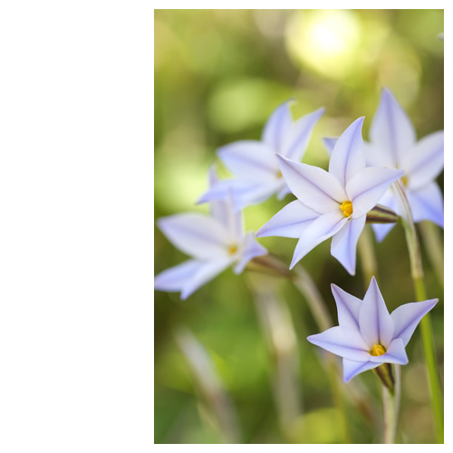 光の中にアイフェイオン