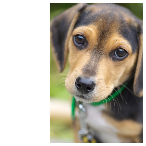 ルート、シャキーン！