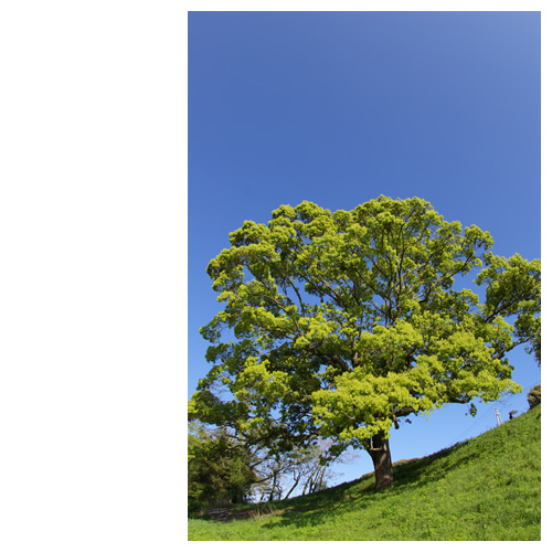 この～木、何の木？気になる木～♪