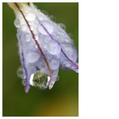 空の滴を通して見えたもの