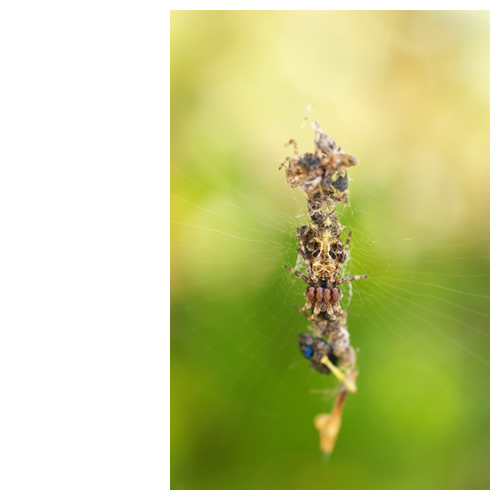 Skull Mark of NATURE