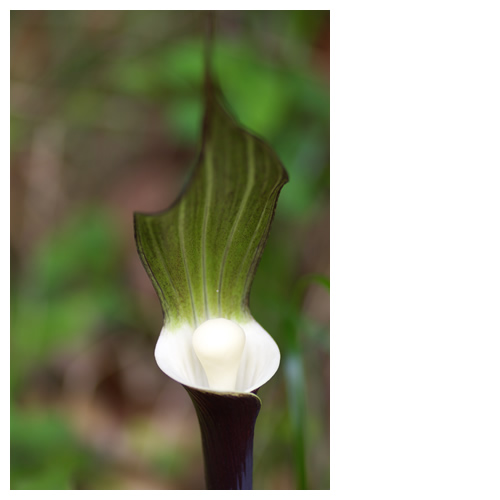 雪餅草 －ユキモチソウ－ [サトイモ科]