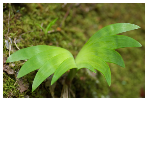 LEAF WING：緑葉の翼