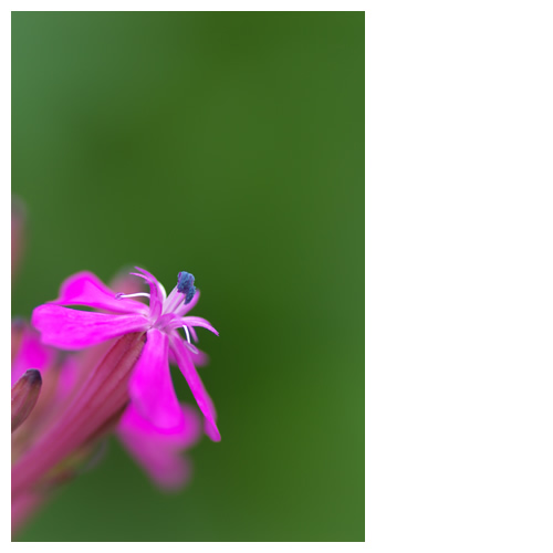 キミの願いが叶いますように・・・