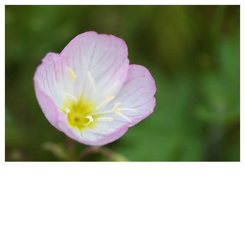 うすいぴんく。