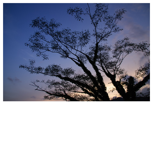 夕暮れのシルエット