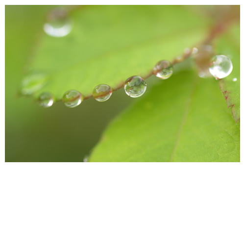 水滴珠　water jewel