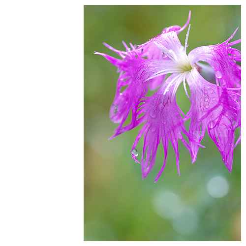 濡れ花からこぼれた光