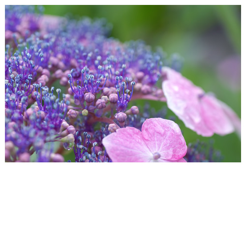 紫陽花ステージのリトル達