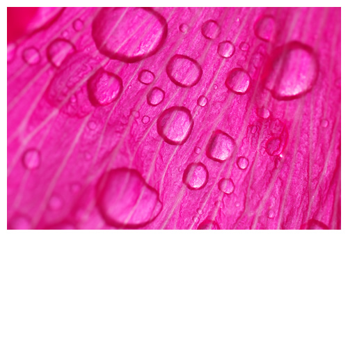 明るいピンクの花びらに水滴ポタポタ。