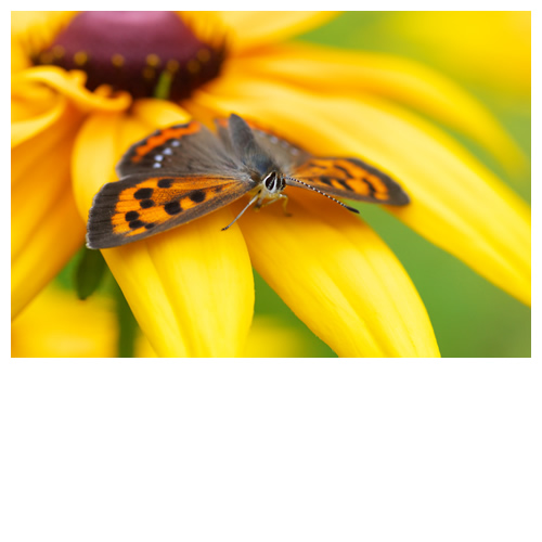 ルドベキアとベニシジミ