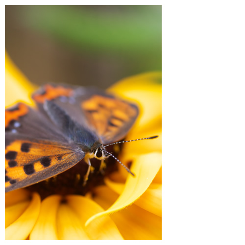 ルドベキアとベニシジミ