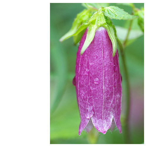 ホタルブクロ？それとも小ナス？