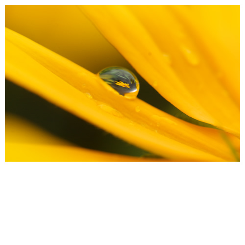 水滴カプセル・ルドベキア