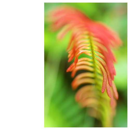 紅くブレる植物