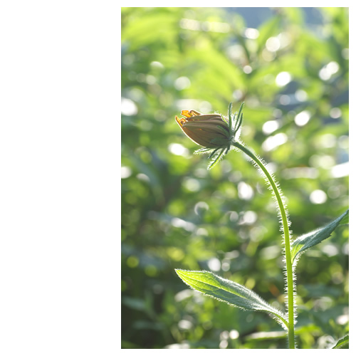 弱・シルエット