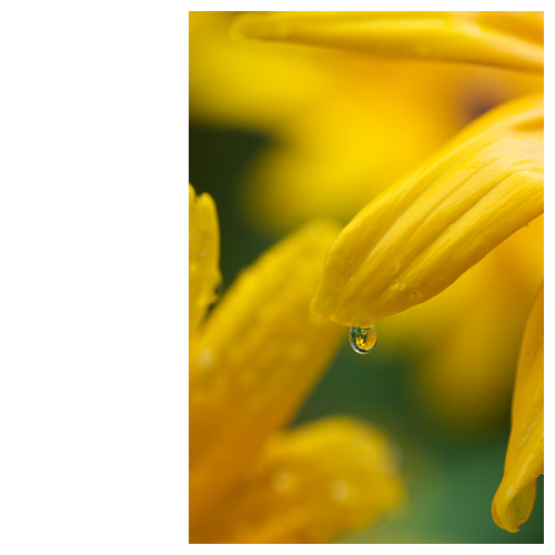 「水滴ルドベキア」をもう一枚。