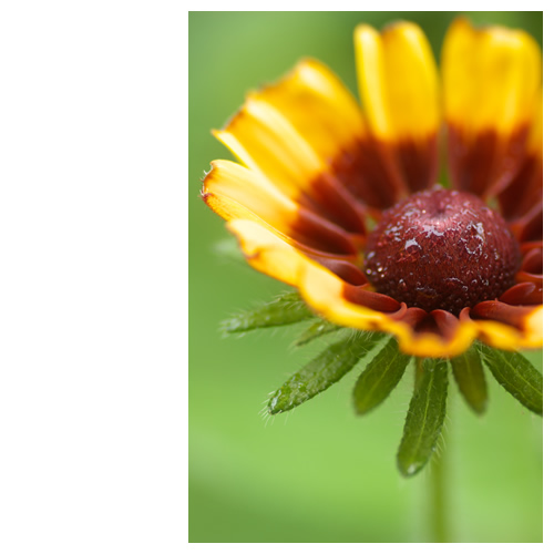 ルドベキアは今日も咲く。