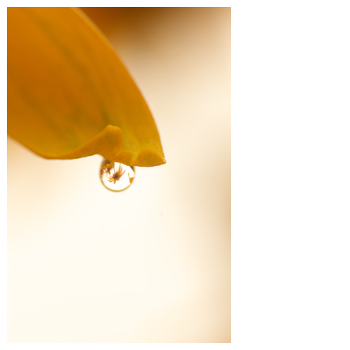 水滴に咲くルドベキア