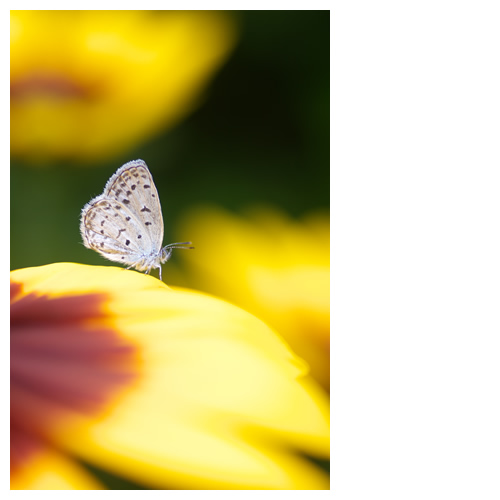 蝶とルドベキアによる『佇まい』