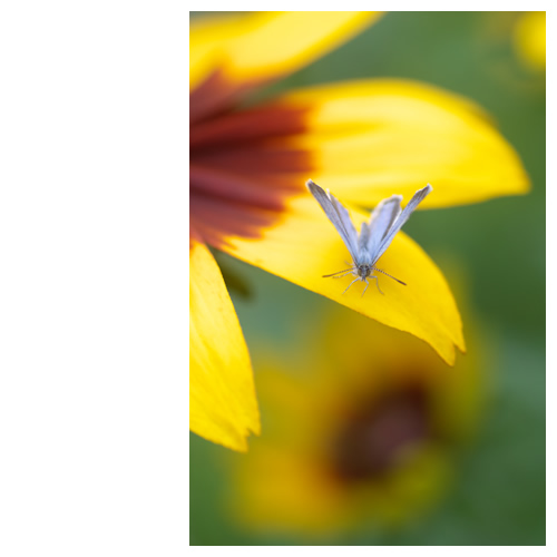 ルドベキアで休憩中の蝶々はもうすぐ飛びます。