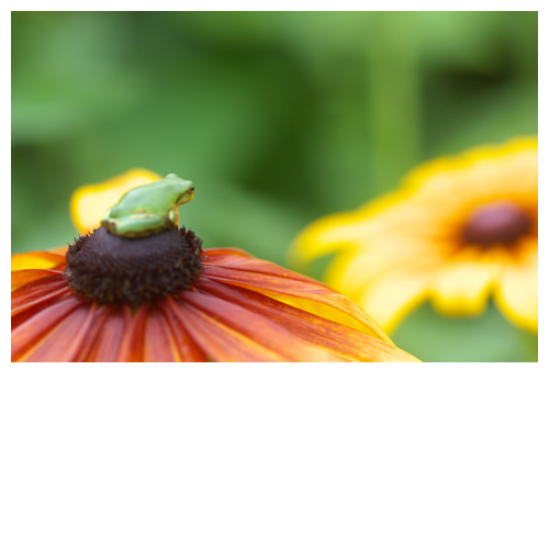 見据えるカエル