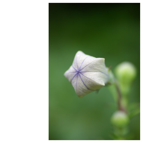 桔梗の花開く一歩手前。