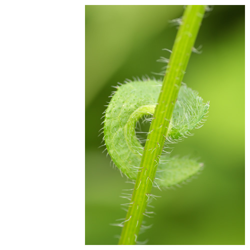 葉っぱがクルンっと。