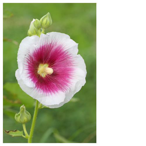 ムクゲ（木槿、槿、Hibiscus syriacus）