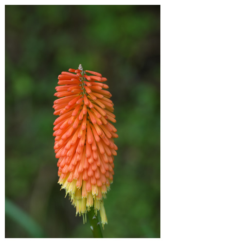 アロエと思いきや『トリトマ』でした。