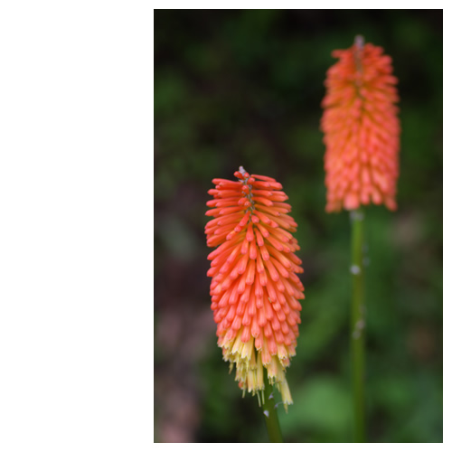 トリトマ：早「トーチリリー」(早とちり)