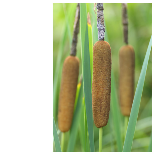 蒲（がま）の穂 【がま科がま属】