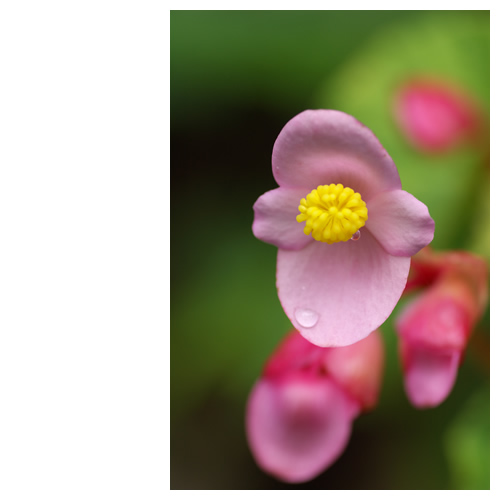 しゅうかいどう (秋海棠）