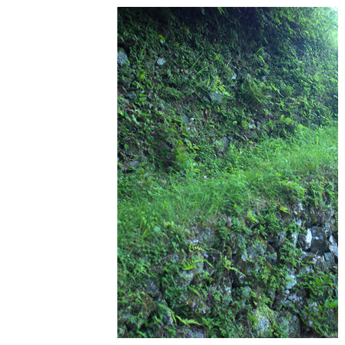 Green Line　緑の道