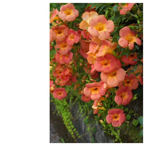 ノウゼンカズラ