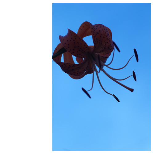 海中を漂うクラゲのように･･･？