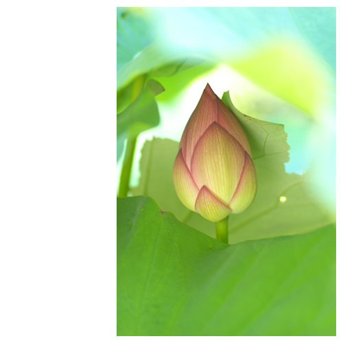 蓮（ハス）をそぉ～っと覗いて見てみよう。