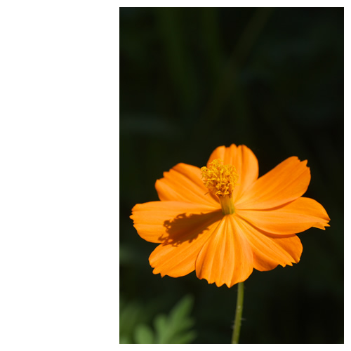 キバナコスモス