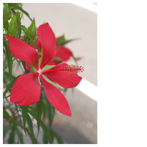 モミジアオイ（紅葉葵）：道沿い