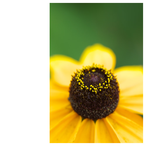 ルドベキアの誕生日ケーキ