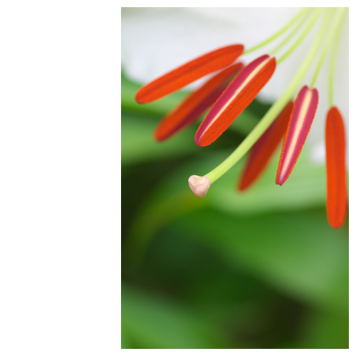 百合（ユリ）：カサブランカ