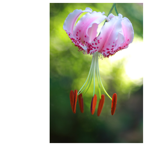 緑煙の中を漂うカノコユリ