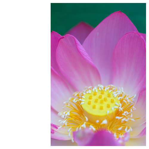 蓮(ハス)の花の真ん中に寄ってみた。