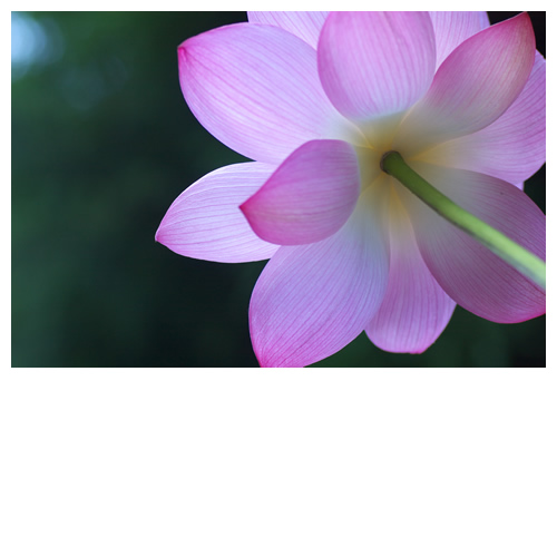 蓮（ハス）が咲いた。