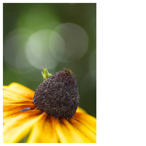 ぽわわわわぁ～ん。