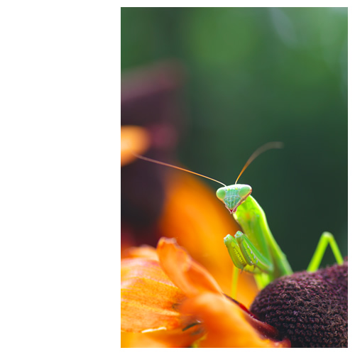 カマキリの一言。