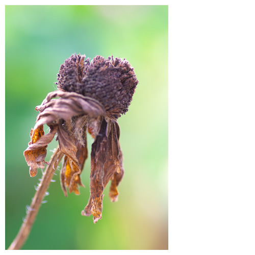 枯れてなほ・・・