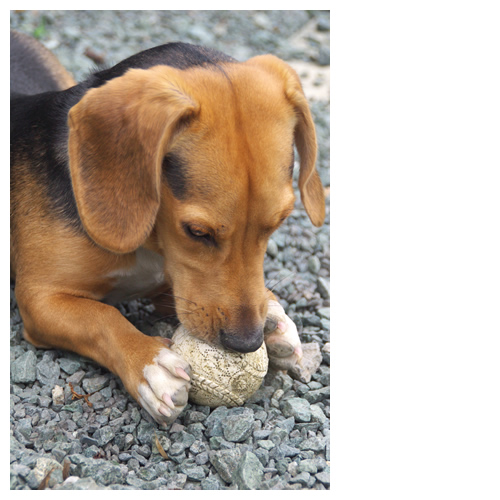 ルート、ボールに夢中。