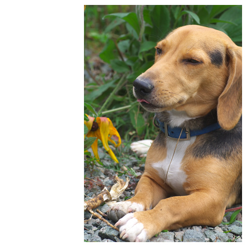 ルート、根っこを食い終わる。